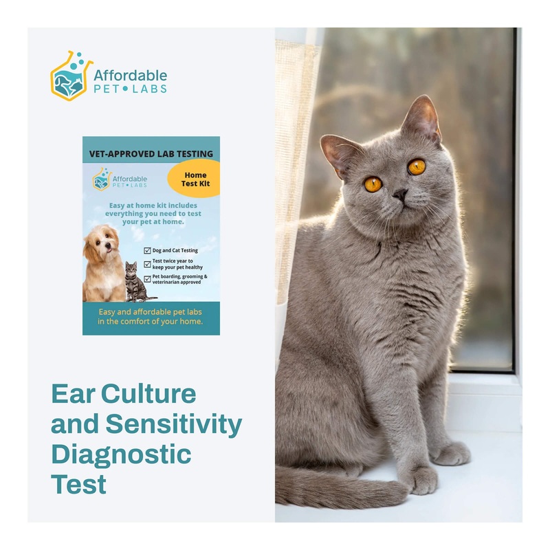 Affordable Pet Labs - Ear Culture and Sensitivity Diagnostic Test For Cats, Easy Home Kit