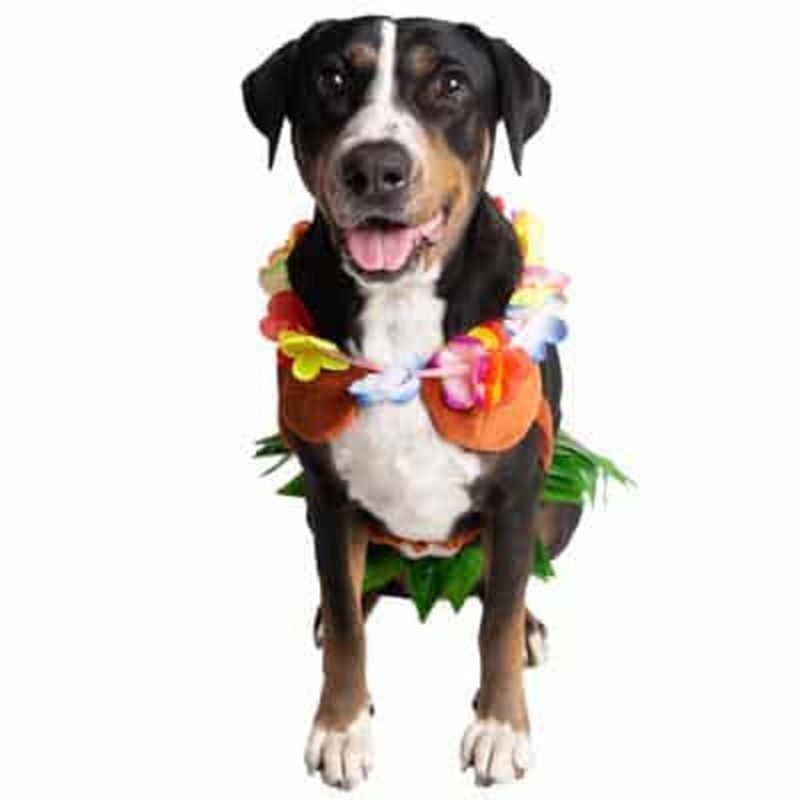 Pet Krewe Hula Girl Costume