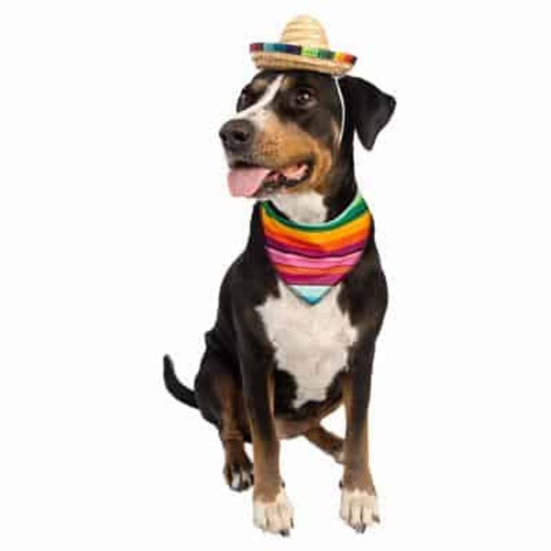 Pet Krewe Sombrero and Bandana