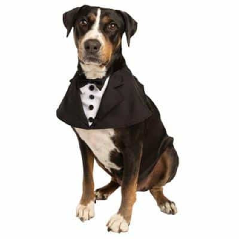 Pet Krewe Tuxedo Costume