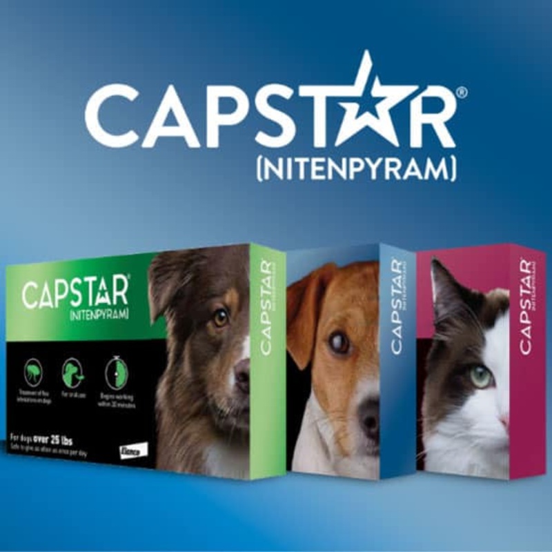 Capstar for Cats