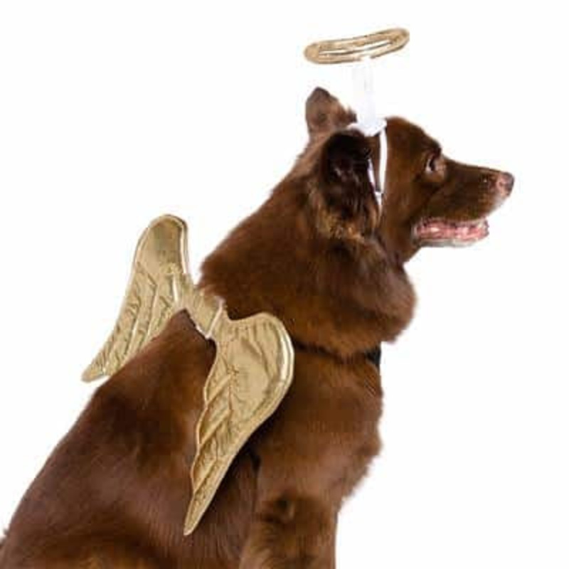 Pet Krewe Angel Costume